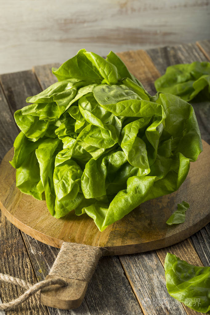 原始的绿色有机波士顿奶油生菜