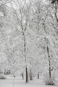 与雪在冬季公园的树木