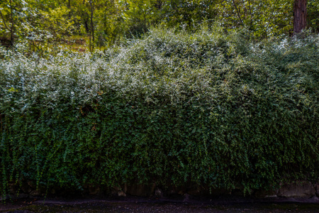 绿色的植物，在自然背景