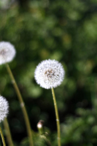 Dandelions, 草甸, 领域, 在绿色的草