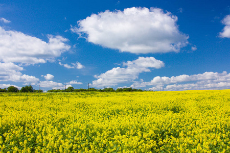 黄色盛开的花田和蓝天白云。有黄色油菜花的景观。俄罗斯，欧洲。
