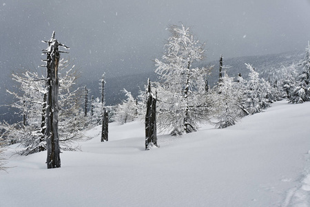 白雪覆盖的树木，在 Jizera 山