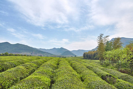 地方特色的茶叶种植园图片