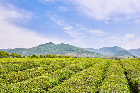 地方特色的茶叶种植园图片