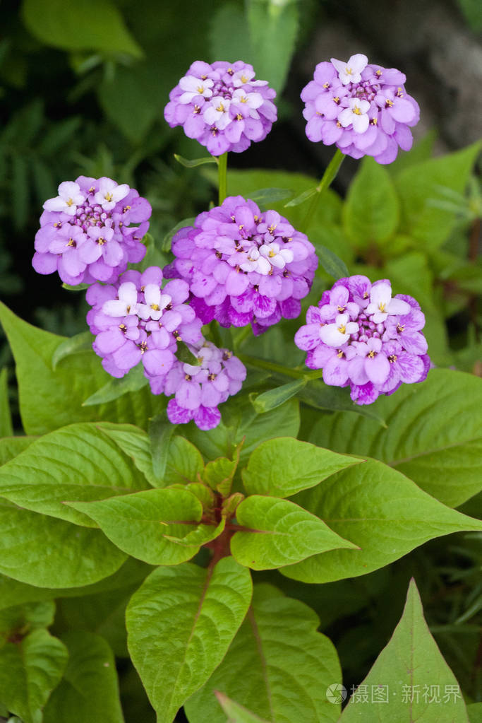 紫色花蕾, 有大的楔形绿叶.