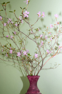 绿墙背景花瓶里开花杜鹃 ledebourii照片