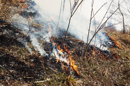 强在湖上森林火灾。大量的烟对 bac