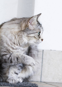 在房子里，女性的西伯利亚品种只可爱的银猫