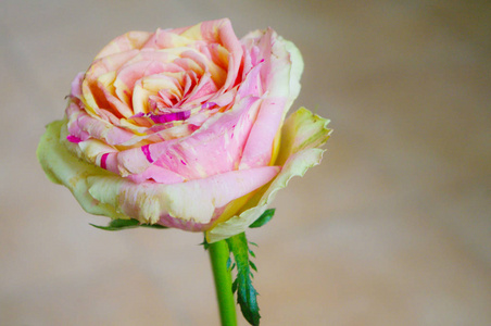粉色条纹的玫瑰
