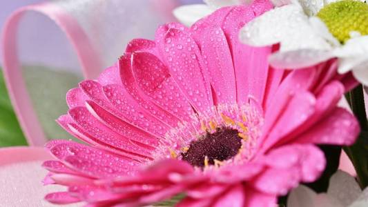 美丽的五颜六色的雏菊花格贝拉。 春天的背景花园。