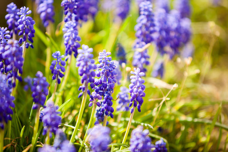 田野里美丽的蓝色花朵