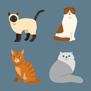 可爱猫咪的肖像猫咪品种可爱宠物肖像蓬松年轻可爱的卡通动物和非常有