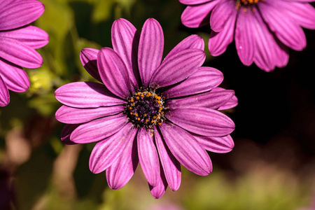 非洲雏菊 Osteospermum ecklonis 的宏