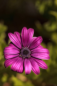 非洲雏菊 Osteospermum ecklonis 的宏