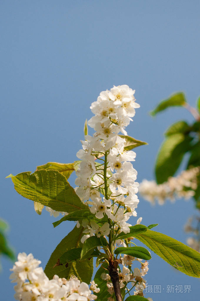 在树枝上的白花春天树