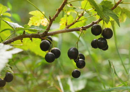 黑醋栗 成熟的莓果一个分支