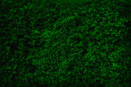 绿色的树叶自然墙