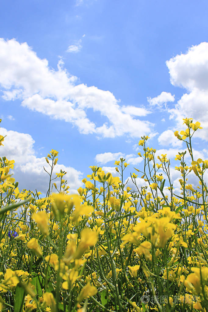 黄灿灿的油菜花