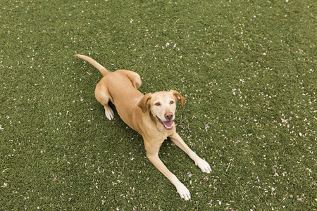可爱的黄色狗站在草地上。绿色背景
