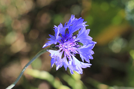 夏季领域花矢车菊图片