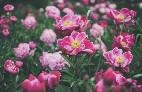 鲜花背景。美丽的粉红色和红色牡丹字段中。色调