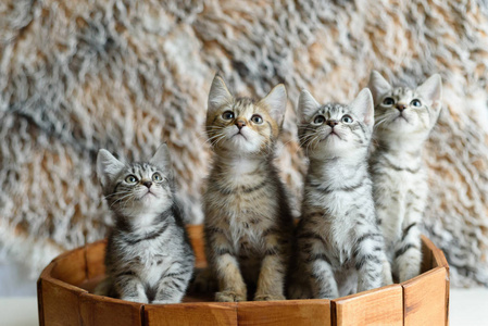 在查找一个木桶上的四只小猫