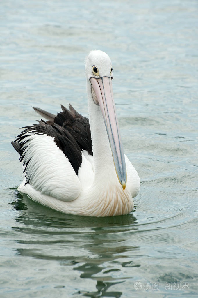 在澳大利亚的鹈鹕