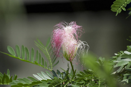 热带粉红色的花，以深色背景