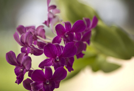有自然背景的紫色兰花分枝