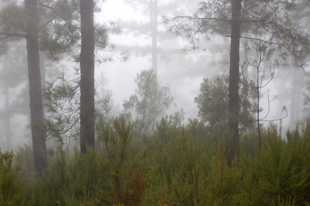 松 canariensis。在西班牙特内里费岛，冬天天气多雾迷雾森林