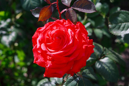 美丽的红玫瑰在花园里被太阳照亮