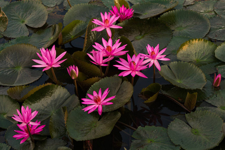 粉红色的颜色新鲜莲藕鲜花盛开