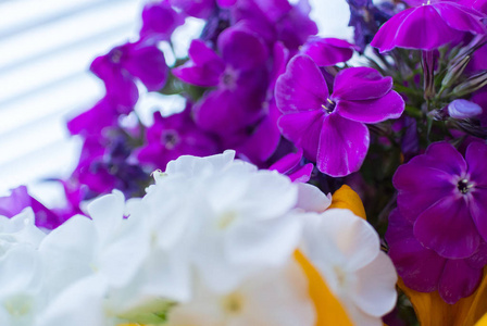 紫罗兰色和白色的花束