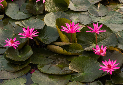 粉红色的颜色新鲜莲藕鲜花盛开