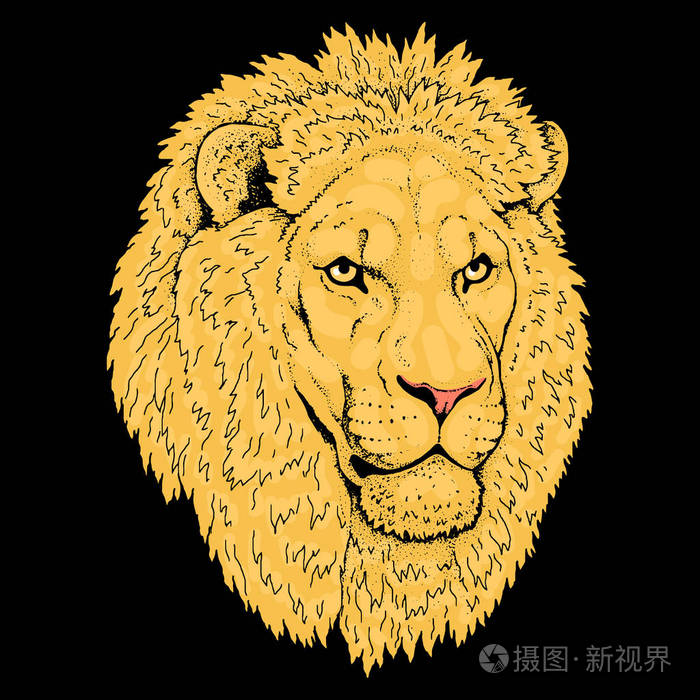 美丽的狮子的艺术品detailedafrican捕食者