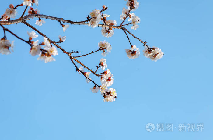 杏树的一根树枝顶着天空