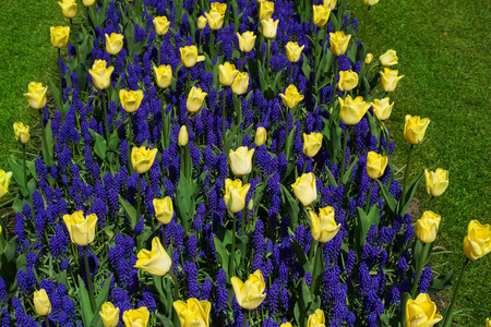 五颜六色的郁金香花在春天公园。花卉景观