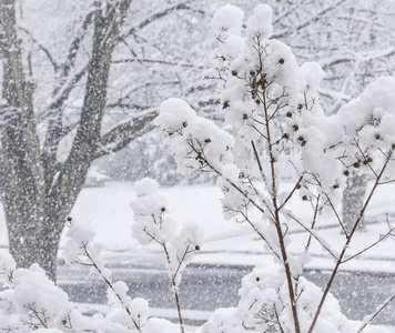 白雪皑皑的分支机构背景