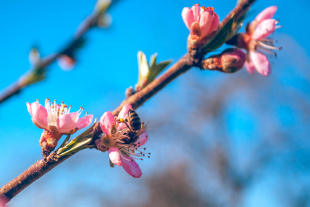 在早春，蜜蜂食物甜桃花