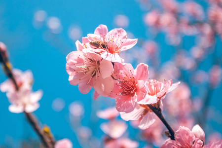 在早春，蜜蜂食物甜桃花