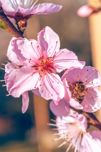 蜜蜂在早春甜蜜桃花