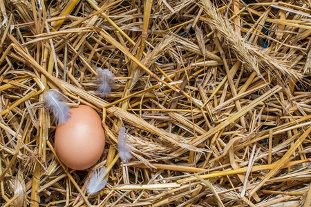 顶视图鸡蛋在新鲜农场的巢穴