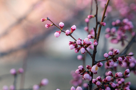 樱花在春天与软焦点，背景