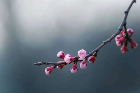 樱花在春天与软焦点，背景