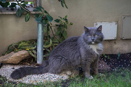 一只灰的流浪猫