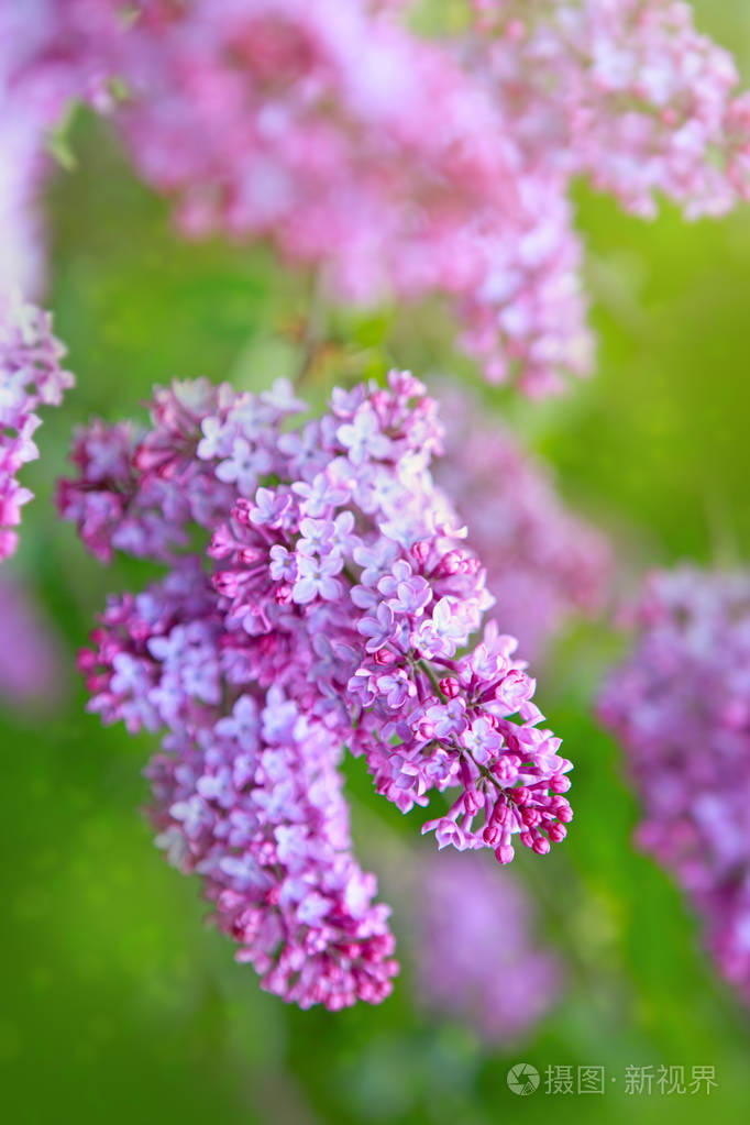 淡紫色的花绿上孤立