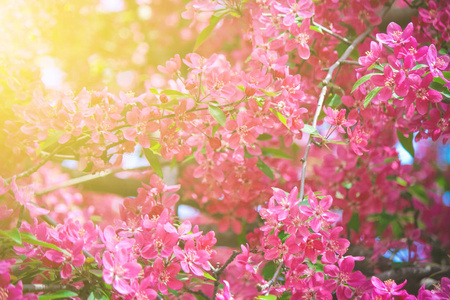 在春天绽放粉红色的树木。选择性的焦点