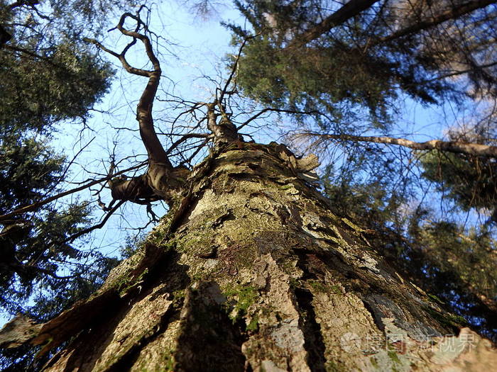 枫树树皮枫树树干