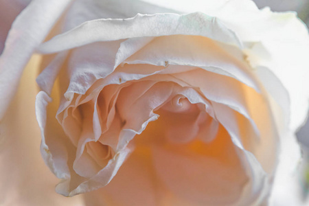 白色玫瑰背景与浅景深, 宏观照片