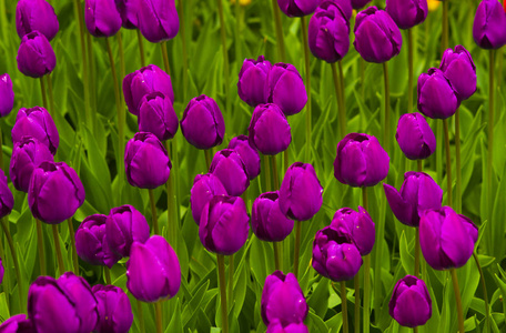 郁金香的字段。郁金香花。领域的郁金香，郁金香背景